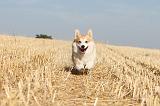 CORGI PEMBROKE 145